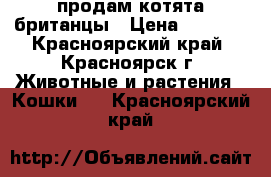 продам котята британцы › Цена ­ 5 000 - Красноярский край, Красноярск г. Животные и растения » Кошки   . Красноярский край